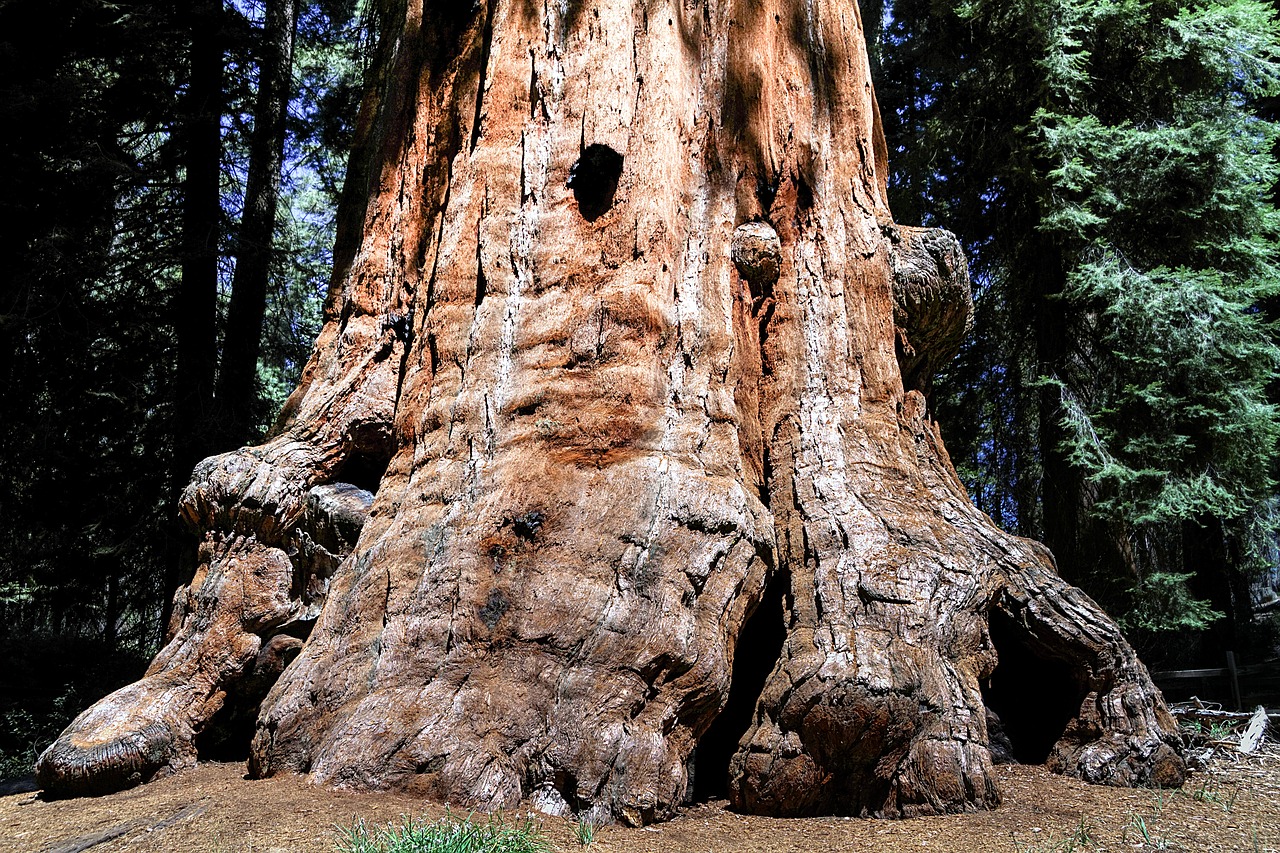 Image - sequioa tree sequioa national park
