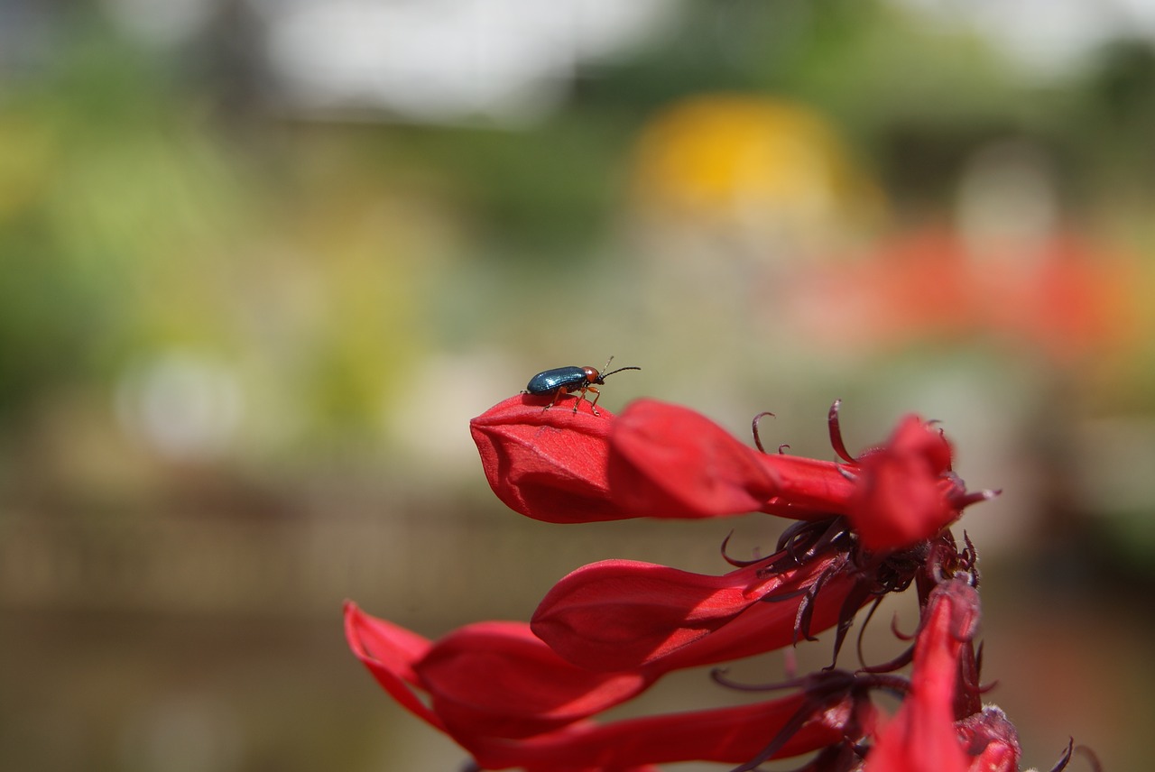 Image - bokeh flower bug red nature