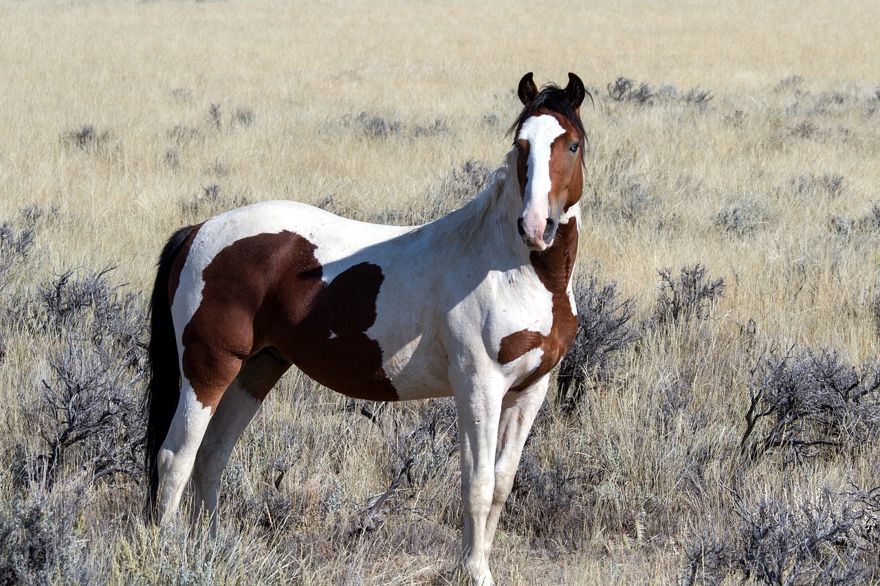 Image - wild horses wild mustangs mustangs