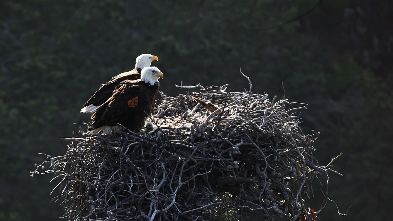 Image - bald eagles nest birds predators