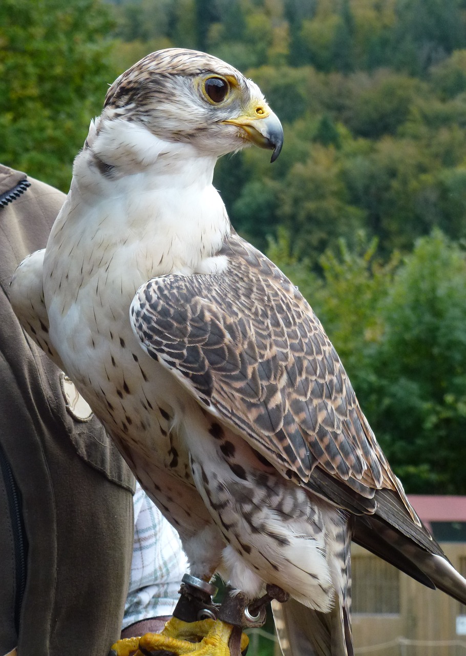 Image - bird raptor falcon falconry sit