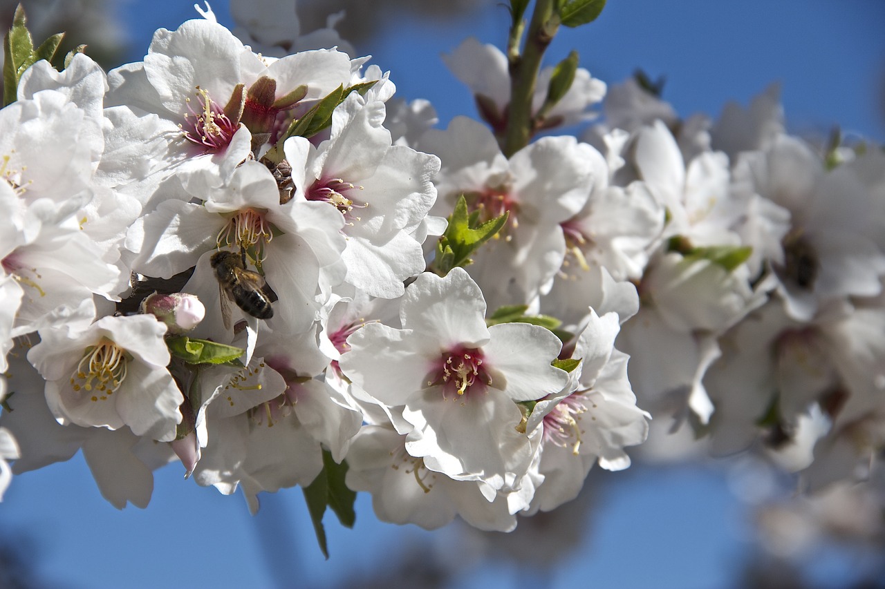 Image - flower almond tree spring