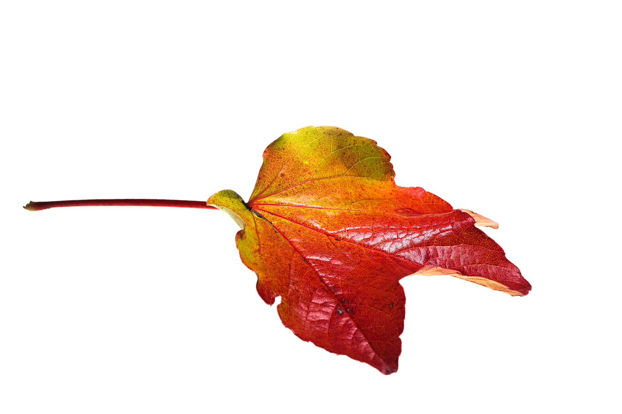 Image - autumn leaves leaf transparent