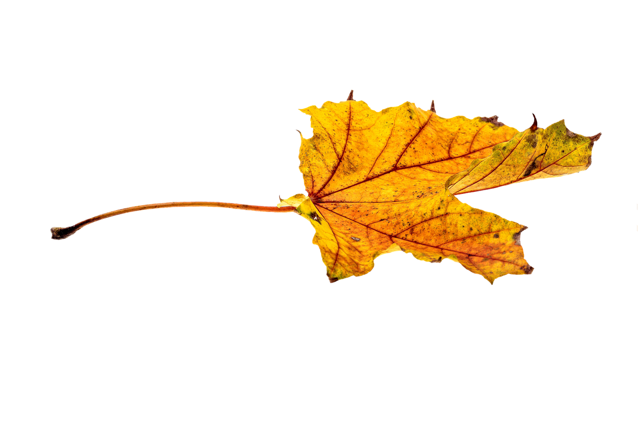 Image - autumn leaves leaf transparent