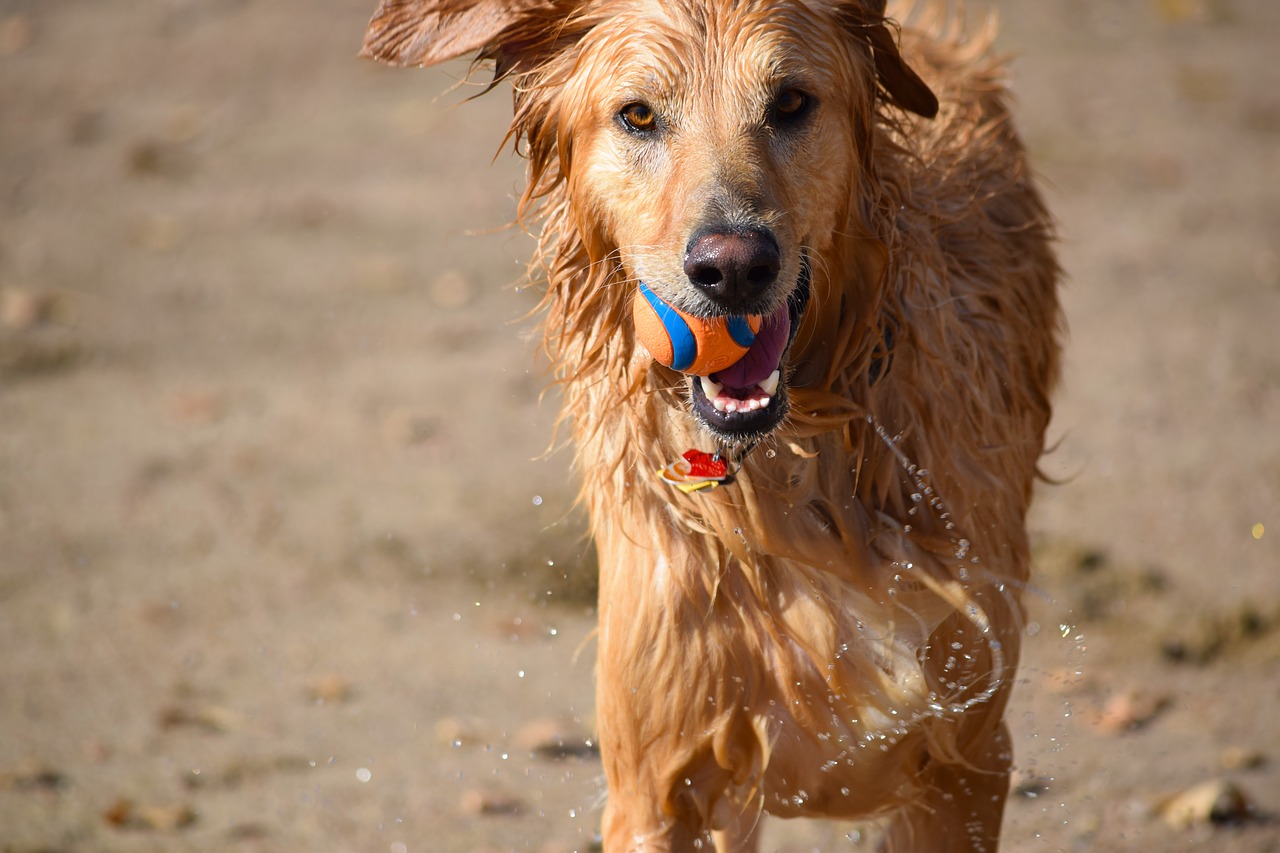 Image - dog ball swim play pet animal