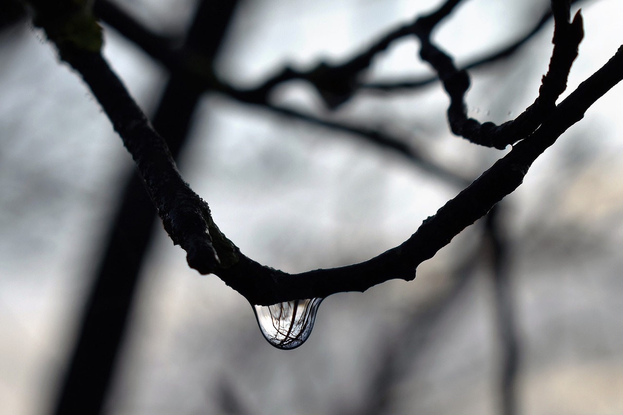 Image - drop of water dew dewdrop autumn