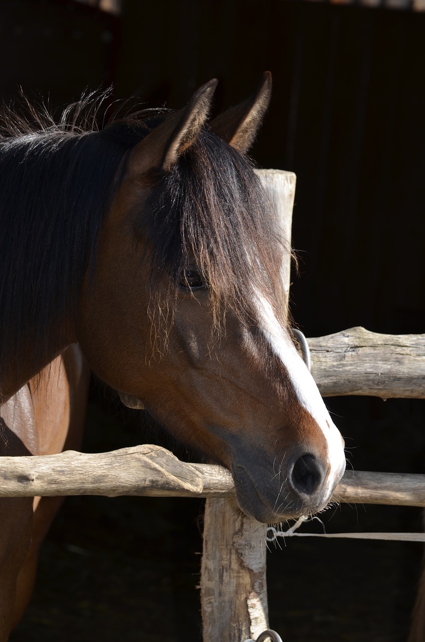 Image - pony mane brown horse head ears