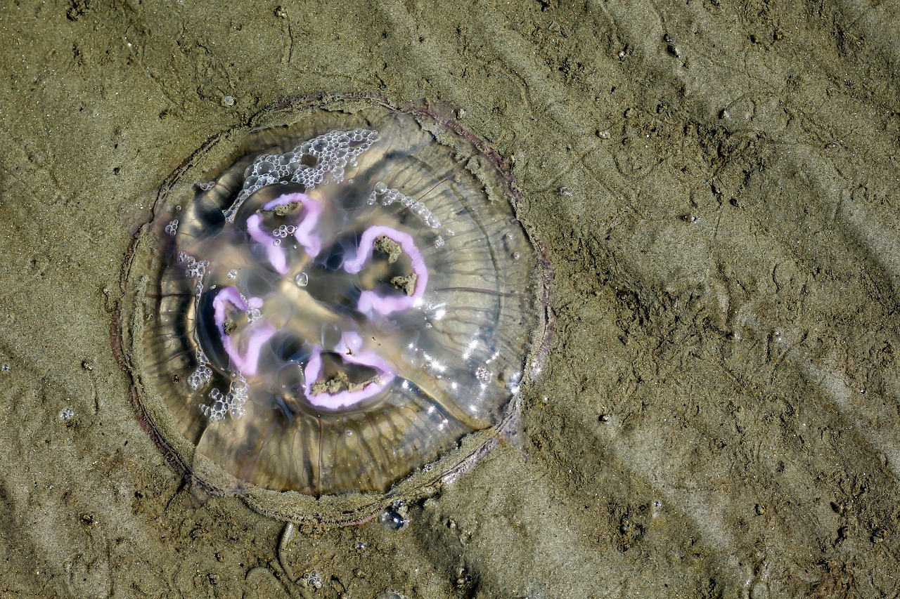 Image - jellyfish north sea beach mollusk