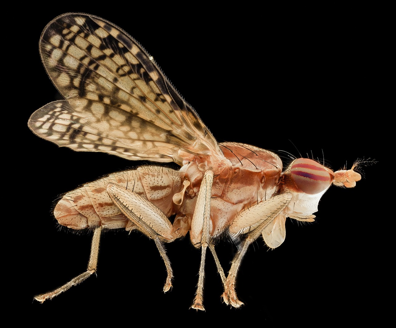 Image - marsh fly insect macro mounted