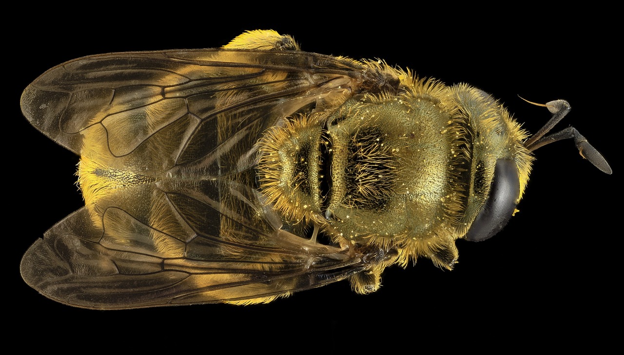 Image - hoverfly insect macro mounted bug