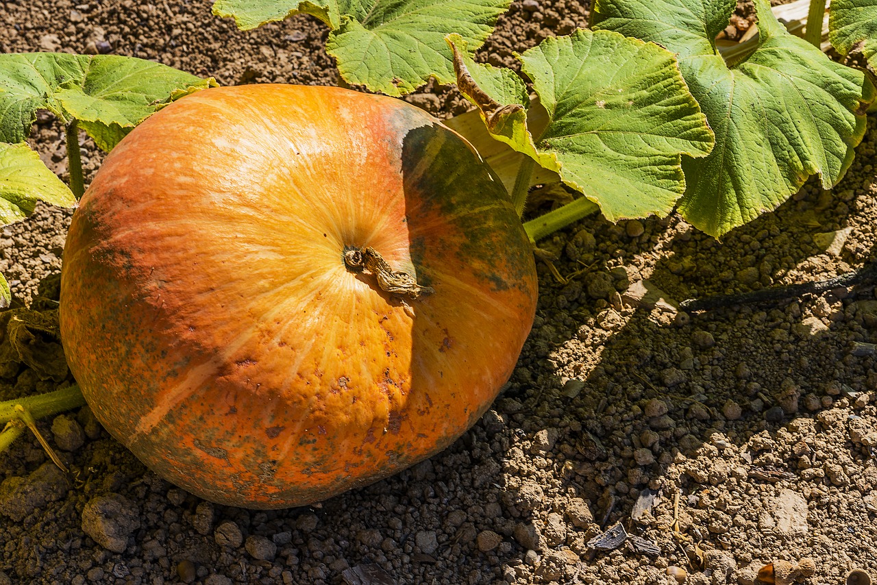 Image - pumpkin decorative green the autumn