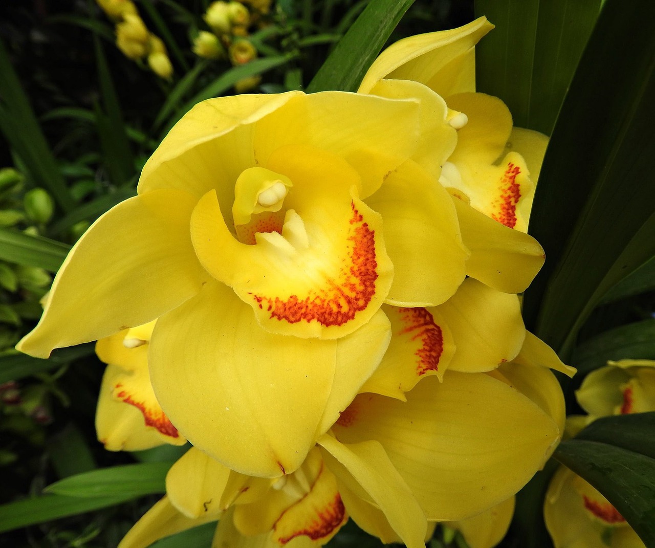 Image - cymbidium orchid flower yellow
