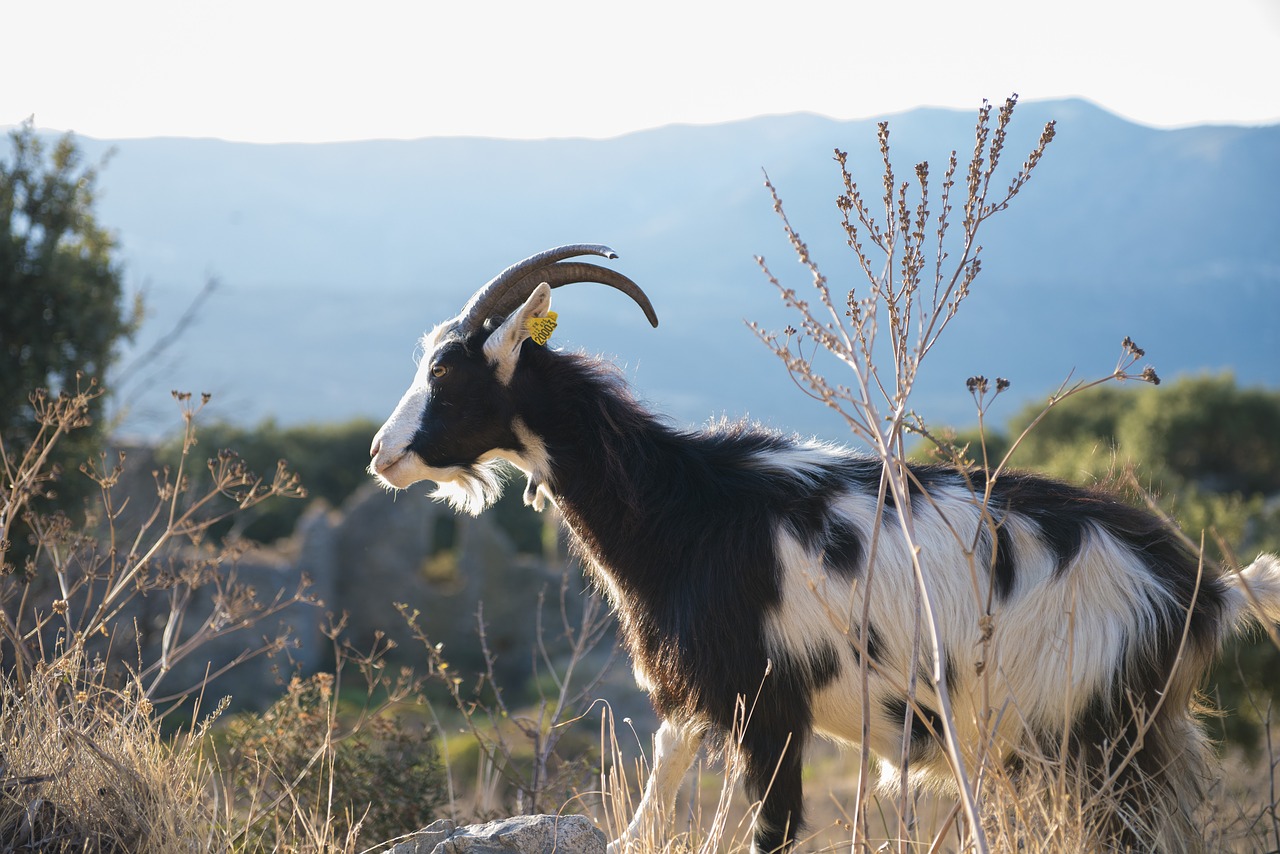Image - corsican goat animal sea
