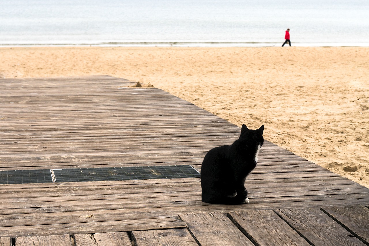 Image - seashore cat looking man walking
