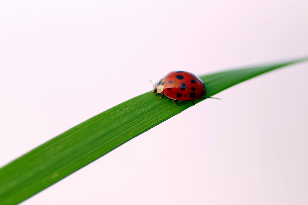 Image - ladybug grass insect worm green