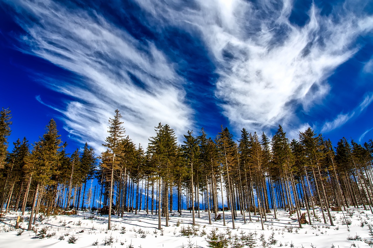 Image - poland landscape tree line sky