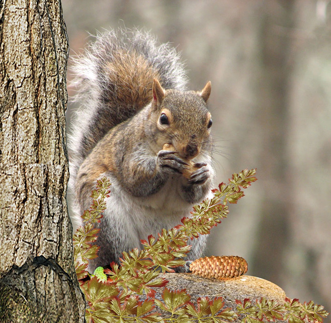 Image - squirrel tree eat nut rodent