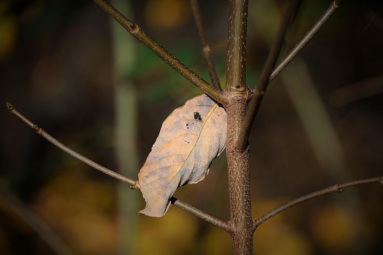 Image - withered leaf dry autumn branch