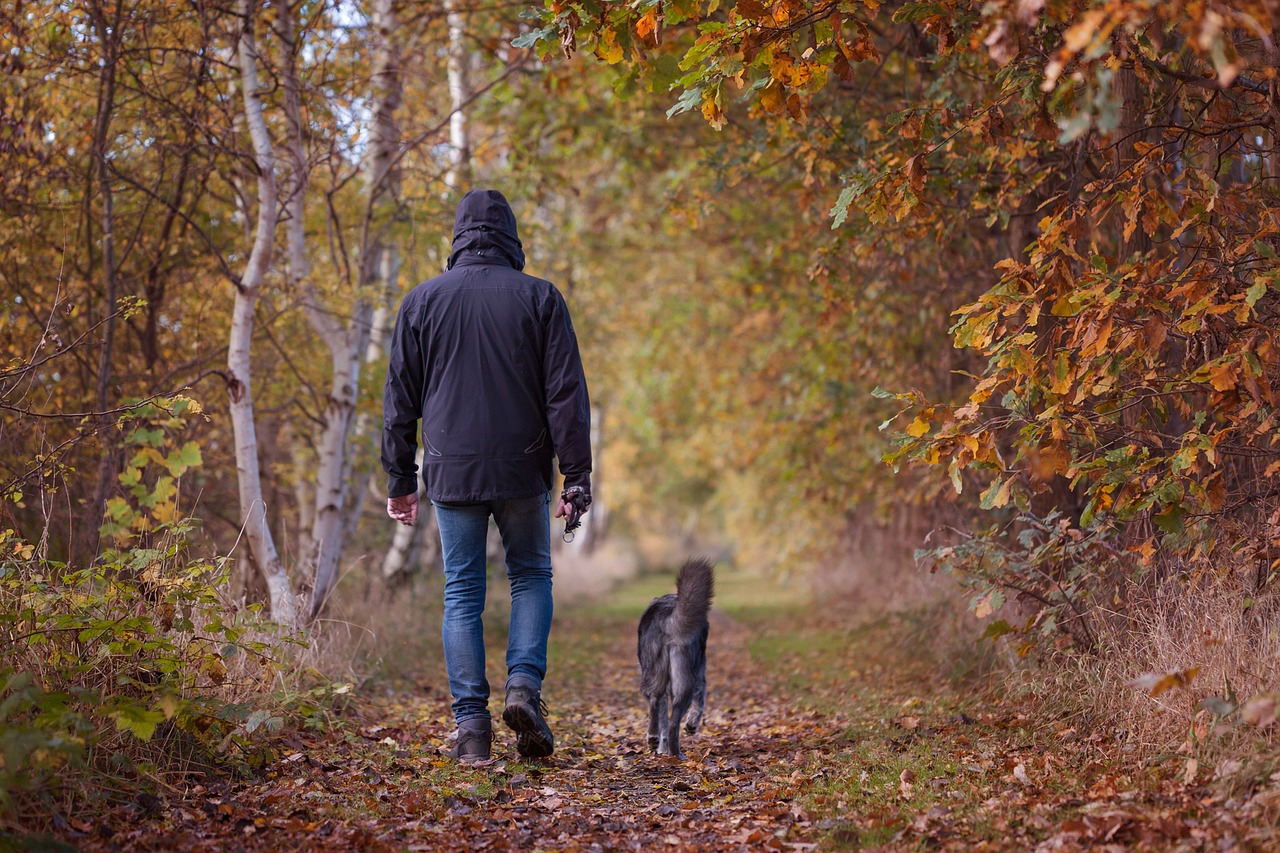 Image - autumn walk autumn fall foliage