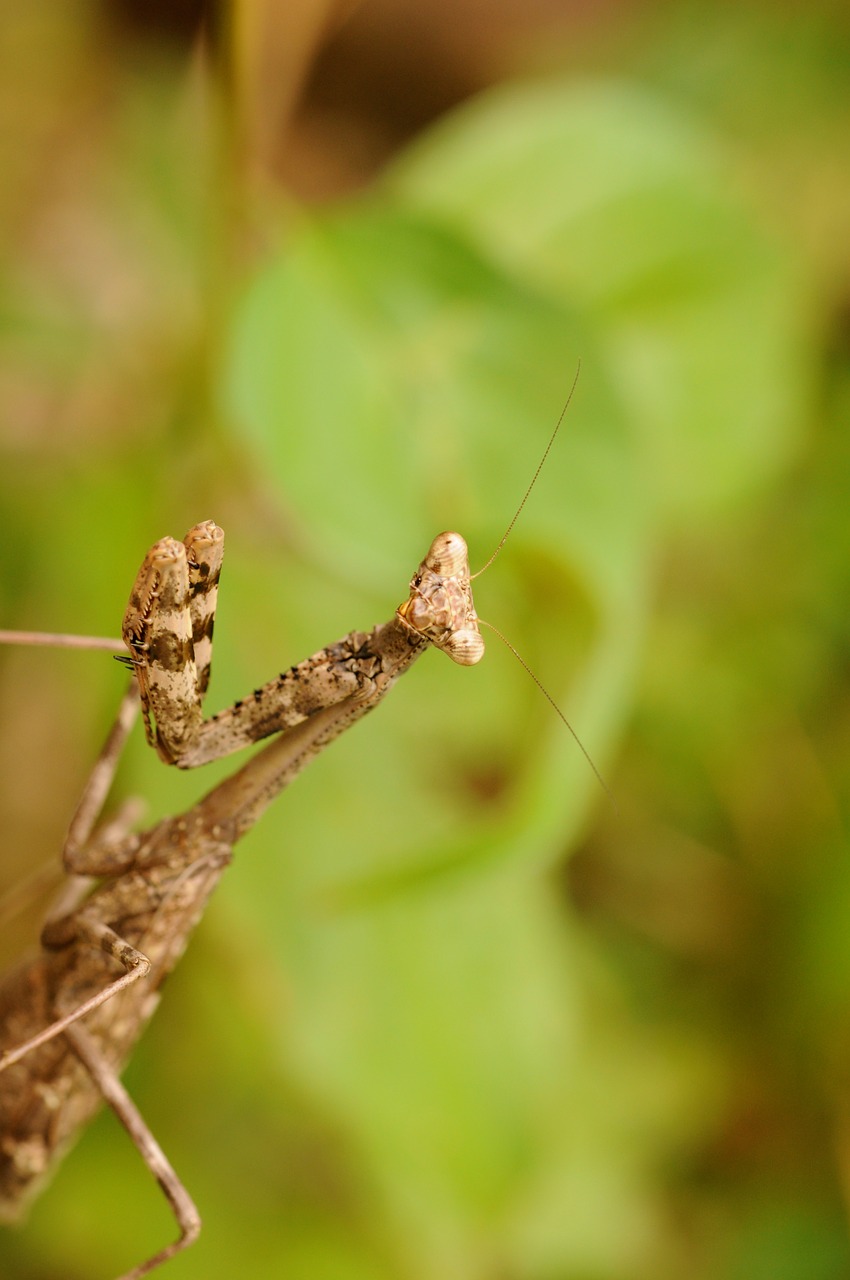 Image - insect pray mantis nature praying