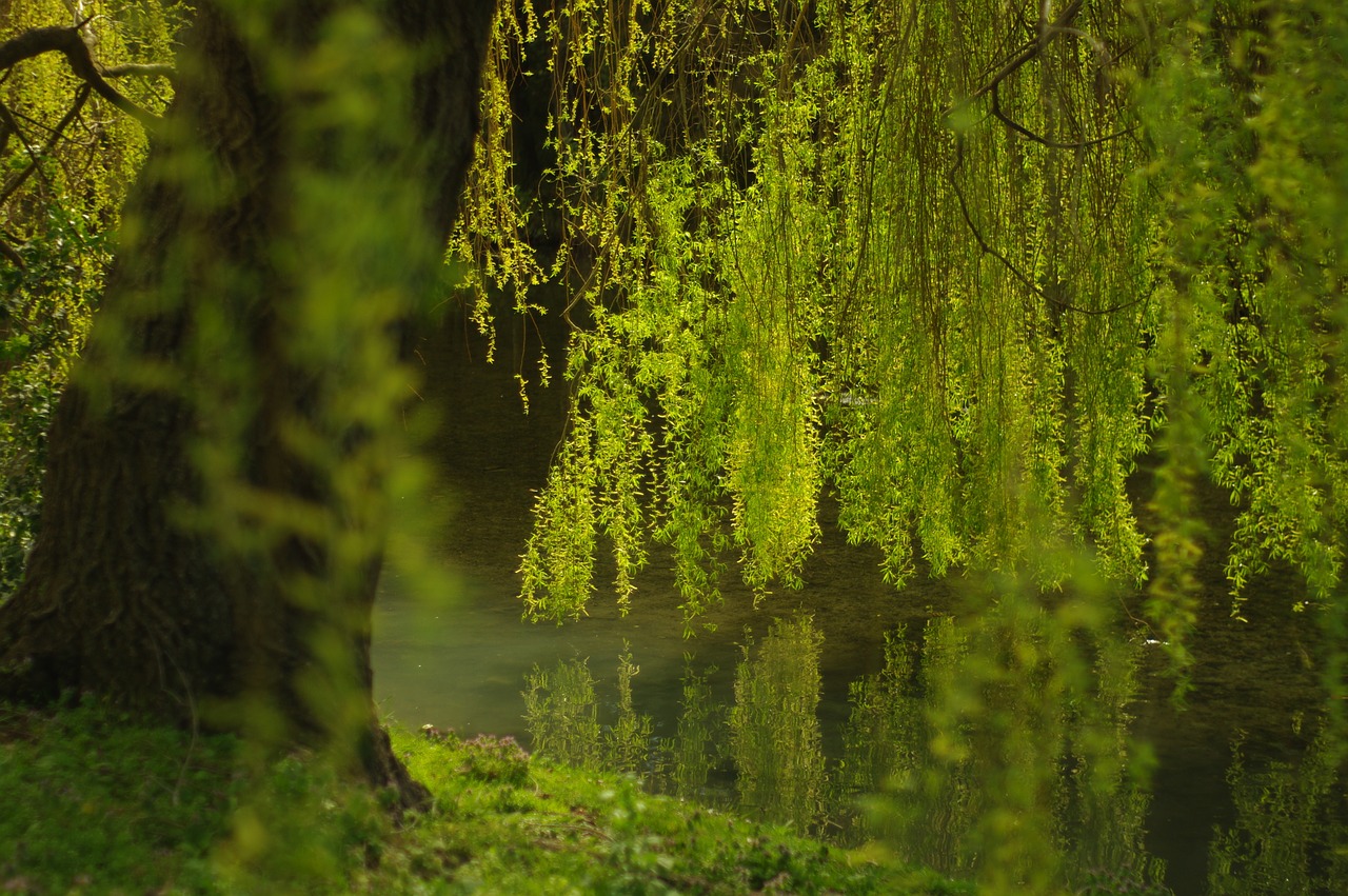Image - weeping willow green water life