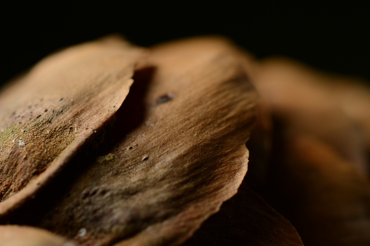 Image - pine cone macro nature close up