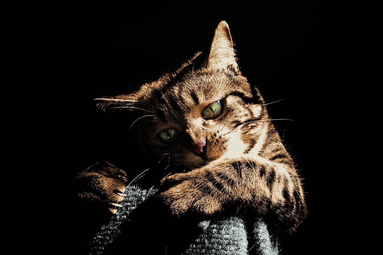 Image - cat play pet animal cute playing