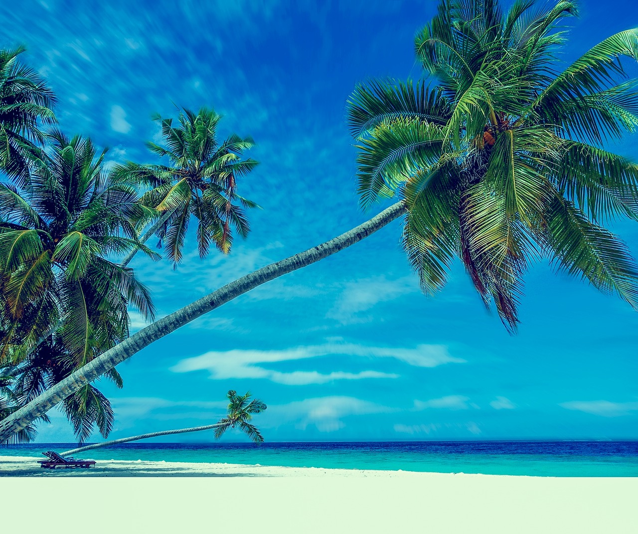 Image - palm trees beach sand paradise