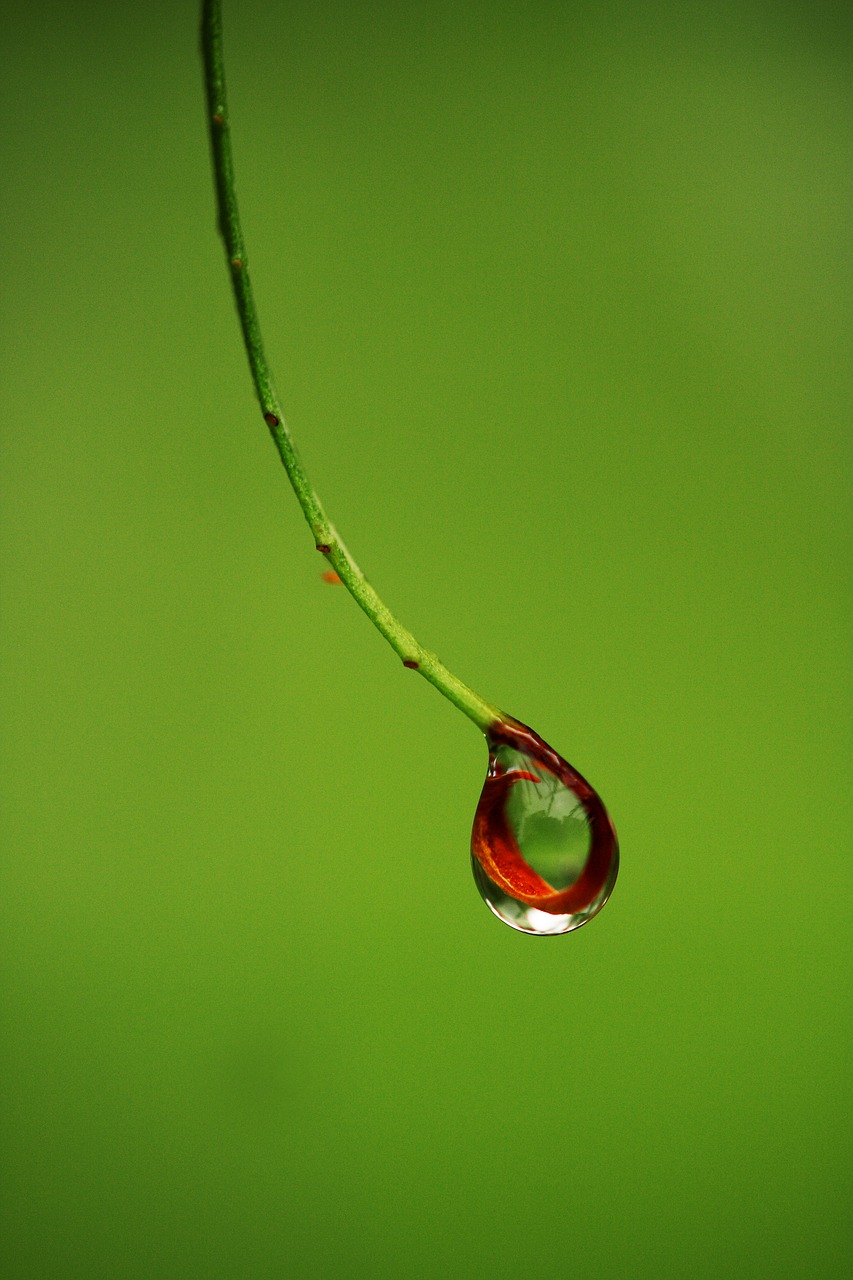 Image - drop wet rain red plant water
