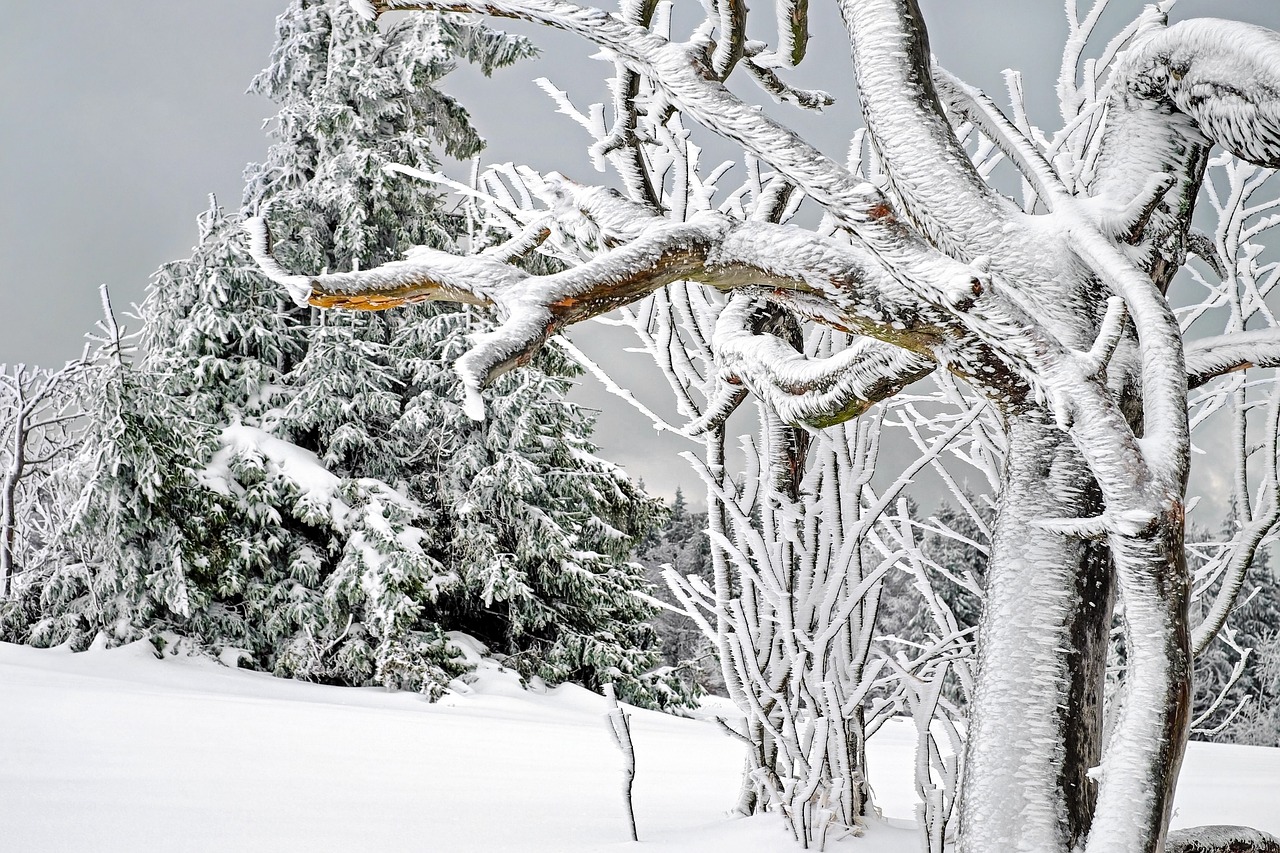 Image - winter white cold snow snow magic