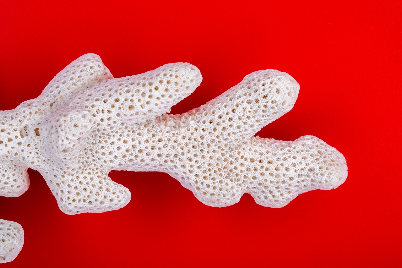 Image - coral sea ancient branch