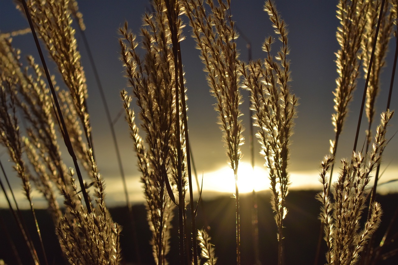 Image - morgenrot morgenstimmung grasses