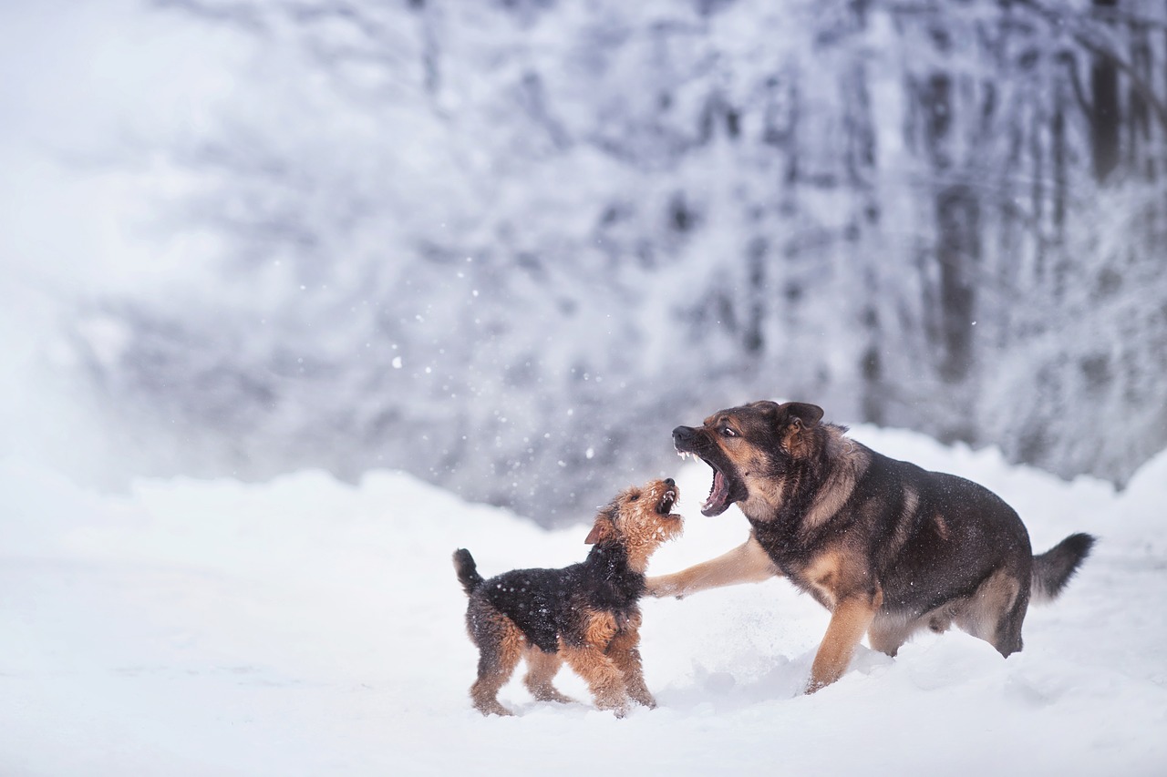 Image - winter dog snow game play fight