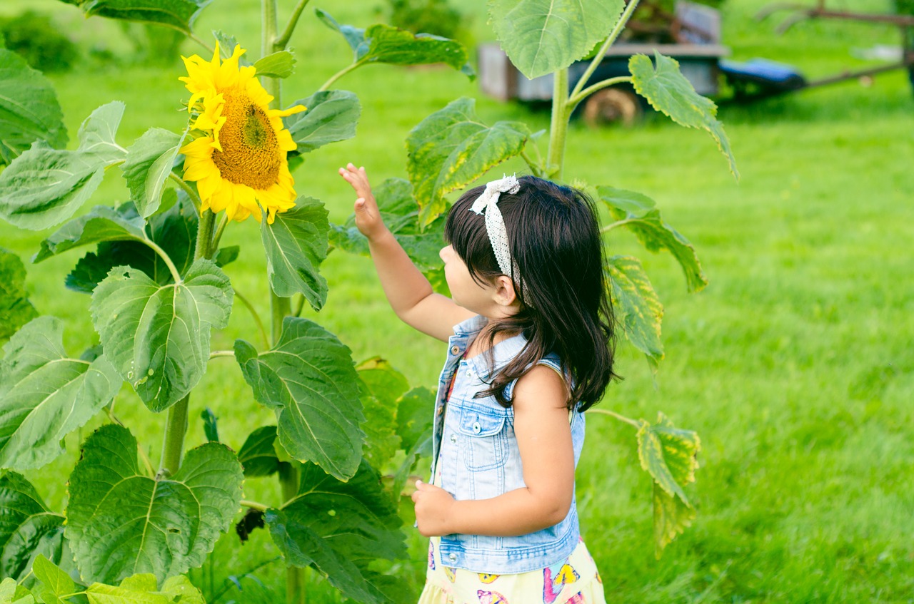 Image - sunflower girl summer butterfly