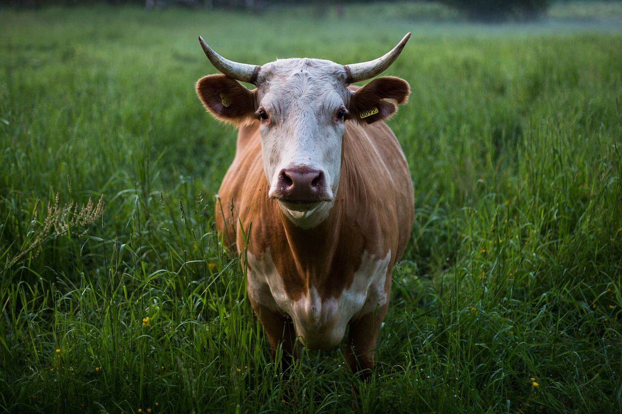 Image - animal animal photography cattle