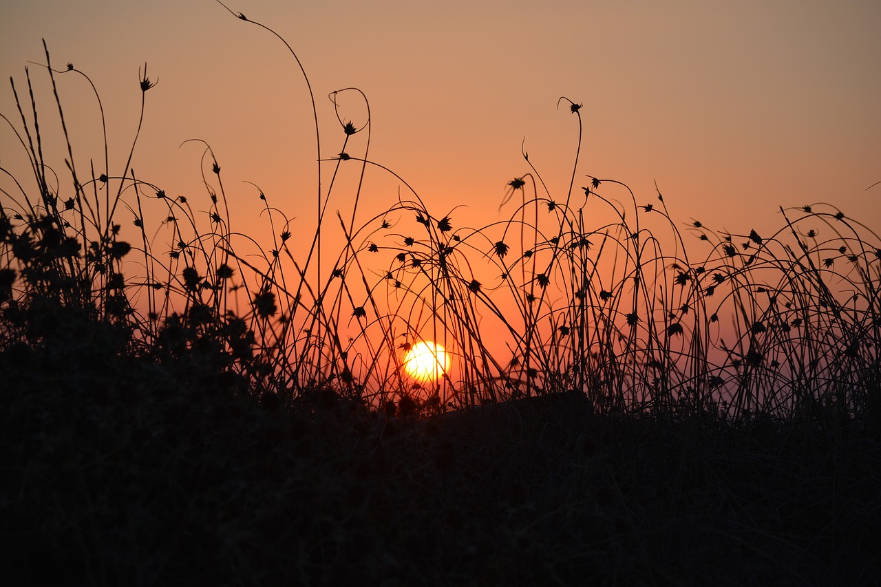 Image - sunset halme grass herb silhouette
