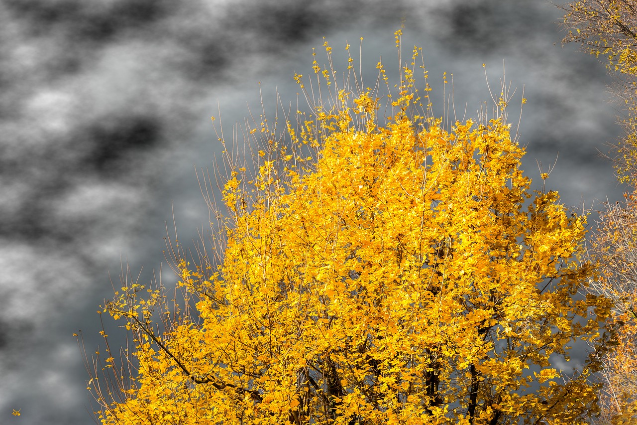 Image - autumn crown weather storm light