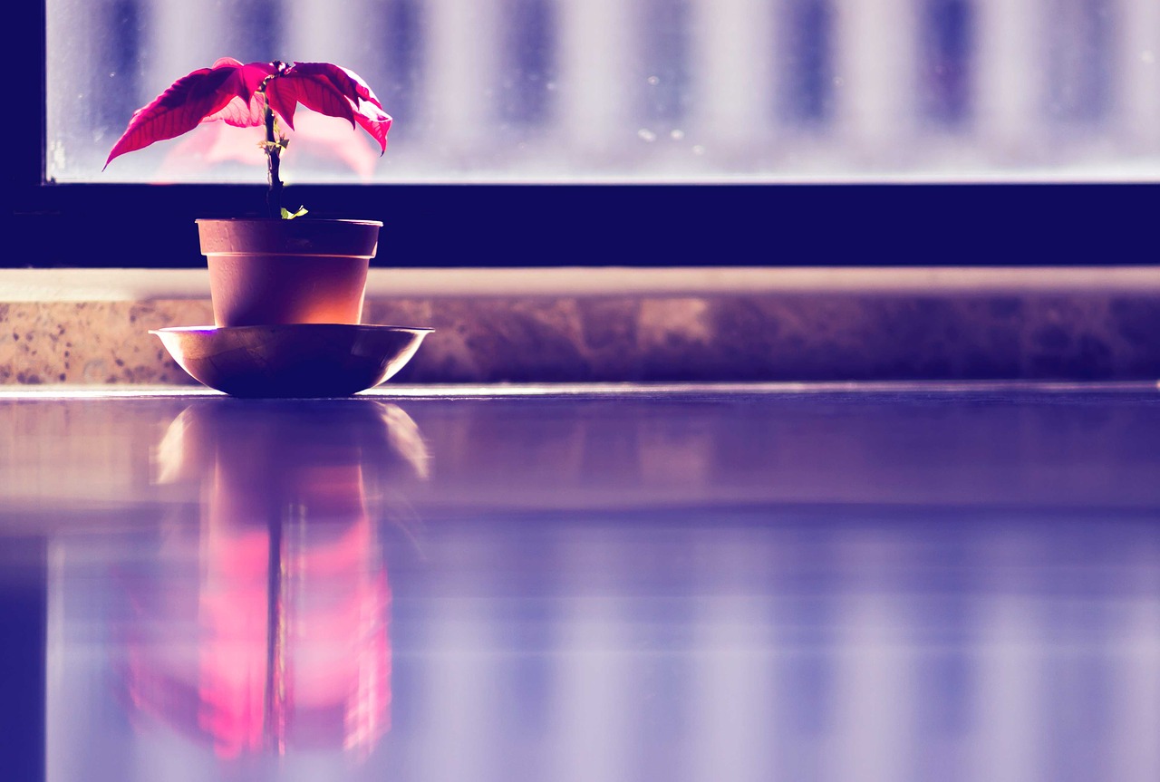 Image - interior plant red reflection
