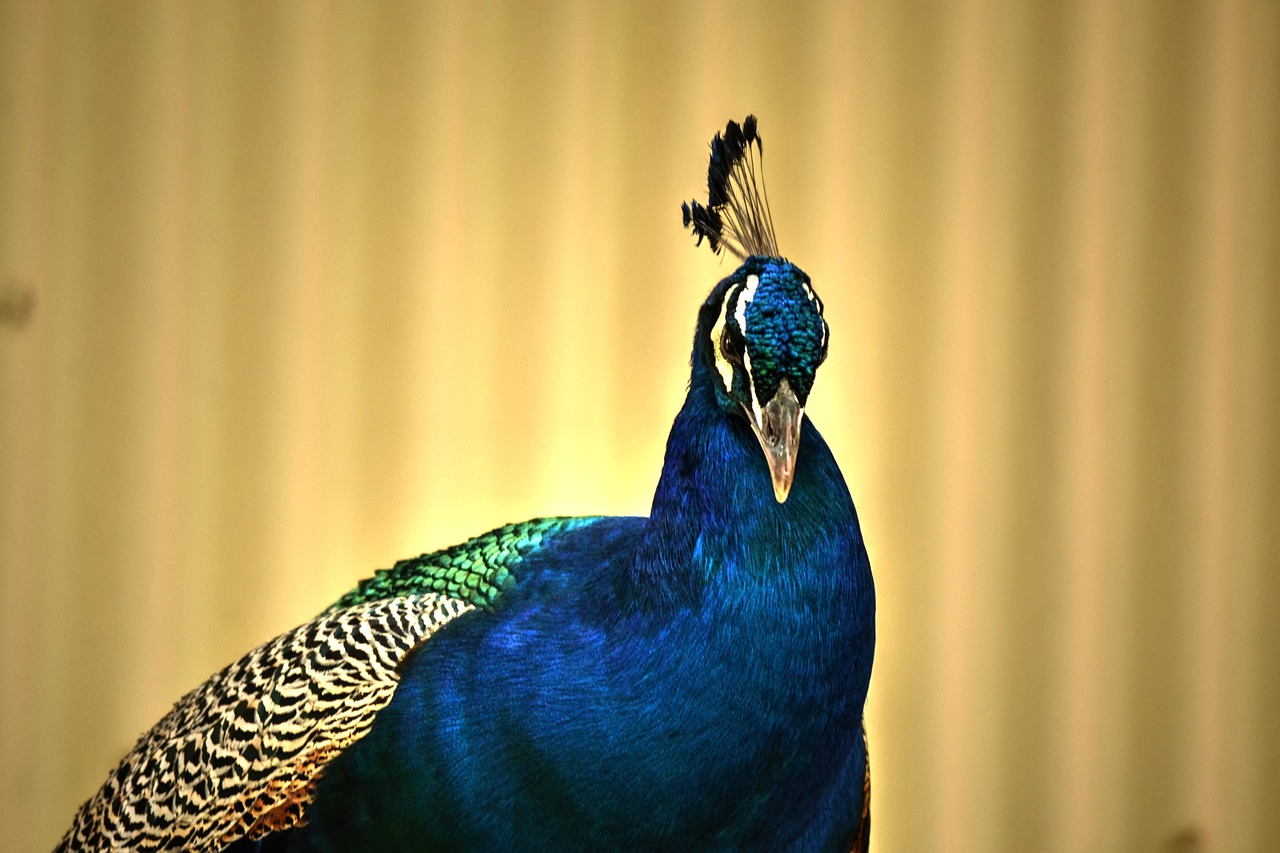 Image - peacock colourful bird nature
