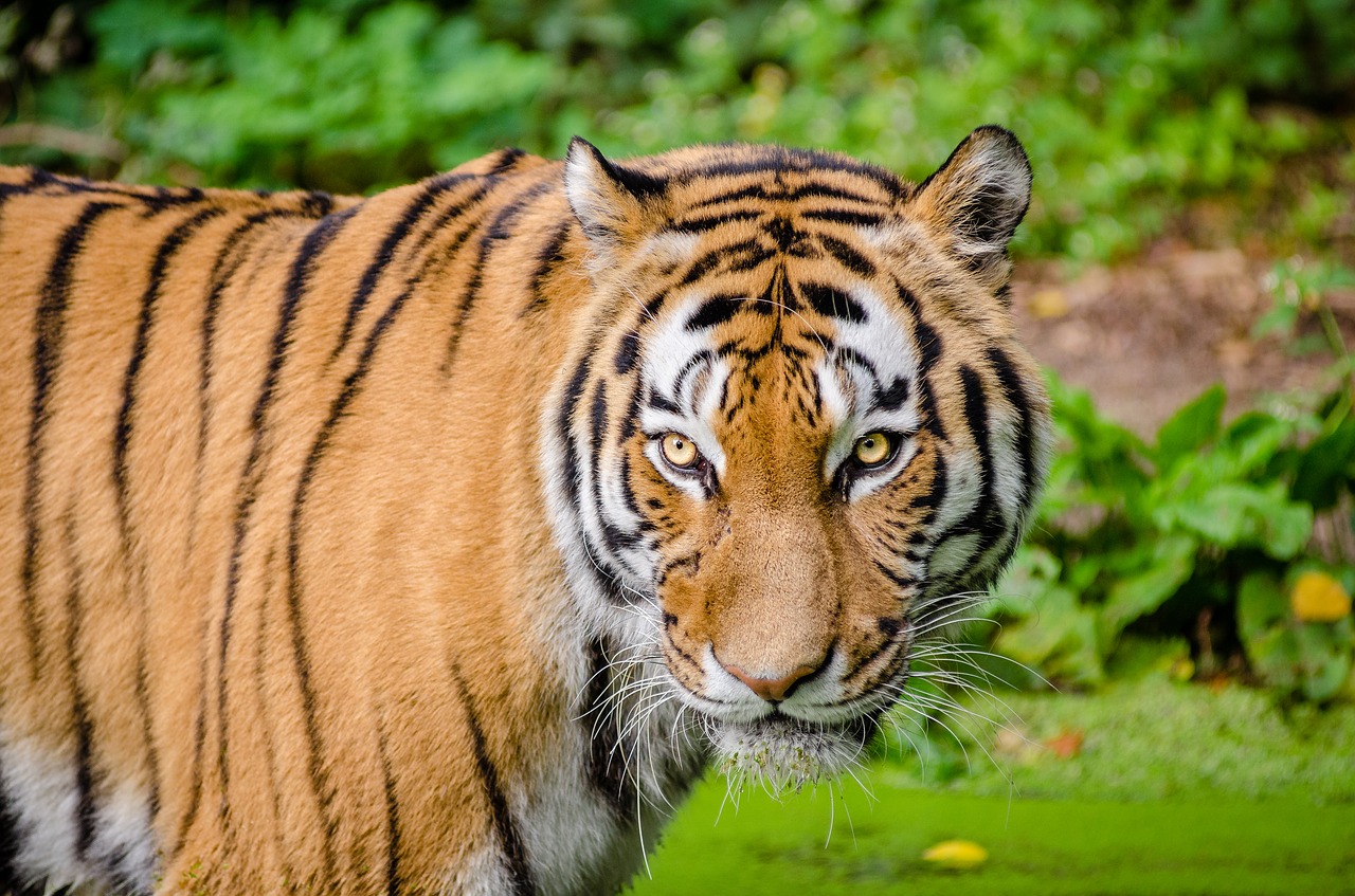 Image - animal big cat tiger wild cat