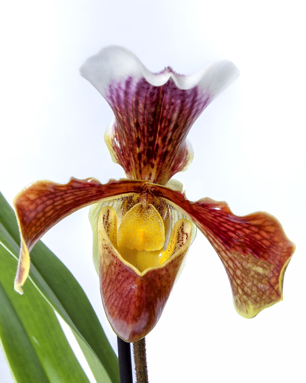 Image - frauenschuh orchid yellow blossom
