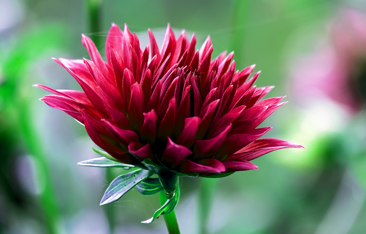 Image - dahlia flower garden dahlia garden