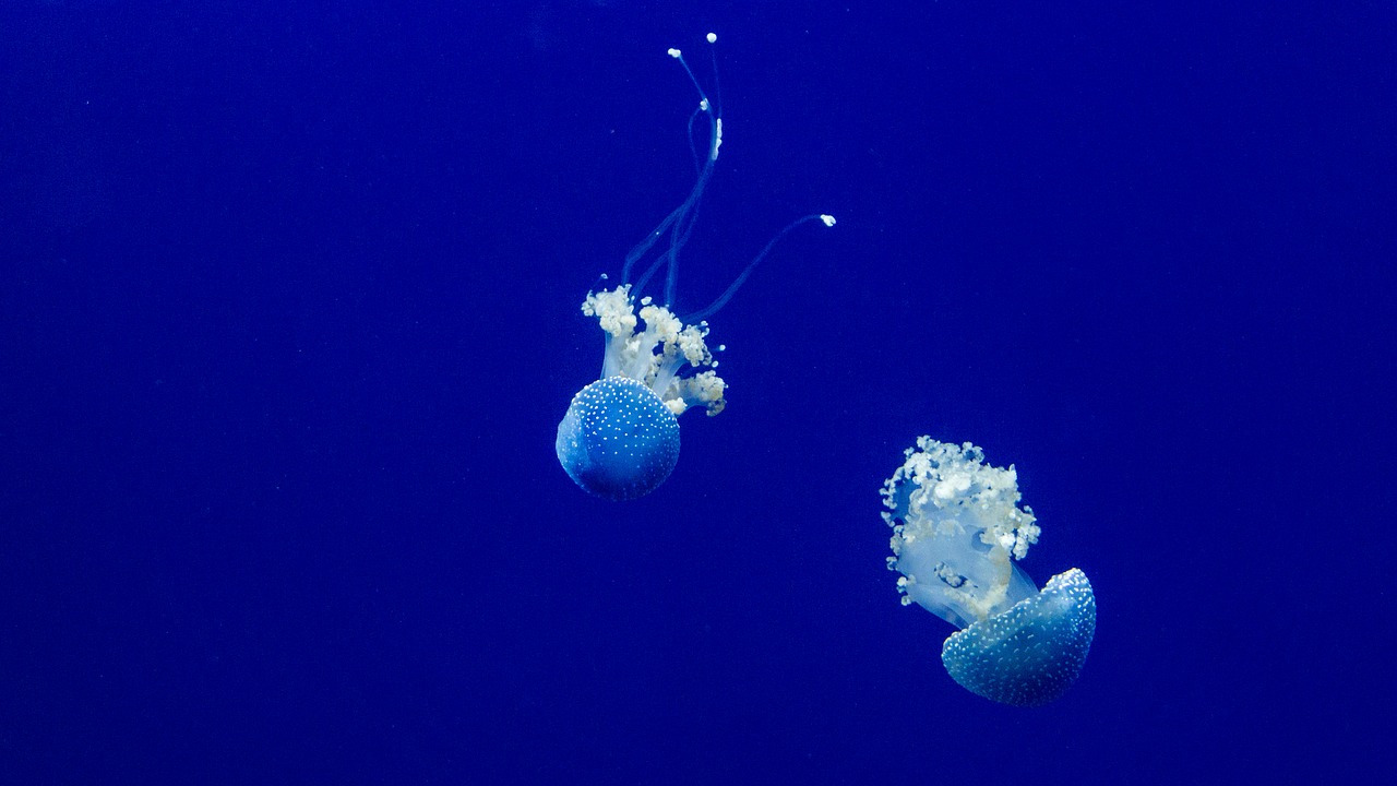 Image - jellyfish ocean sea swimming