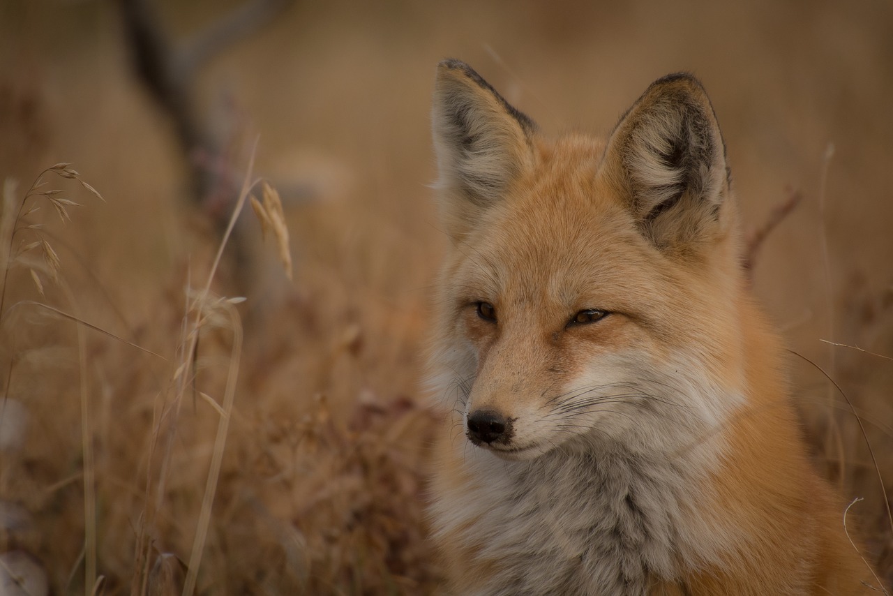 Image - animal canine carnivore close up
