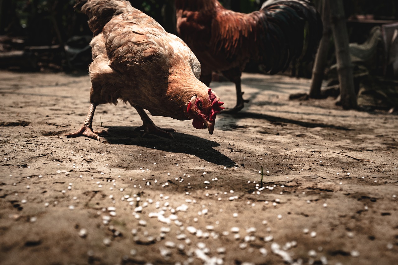 Image - agriculture animal beak bird