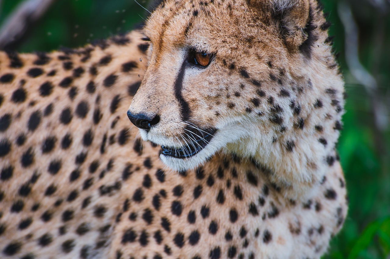 Image - animal big cat close up leopard