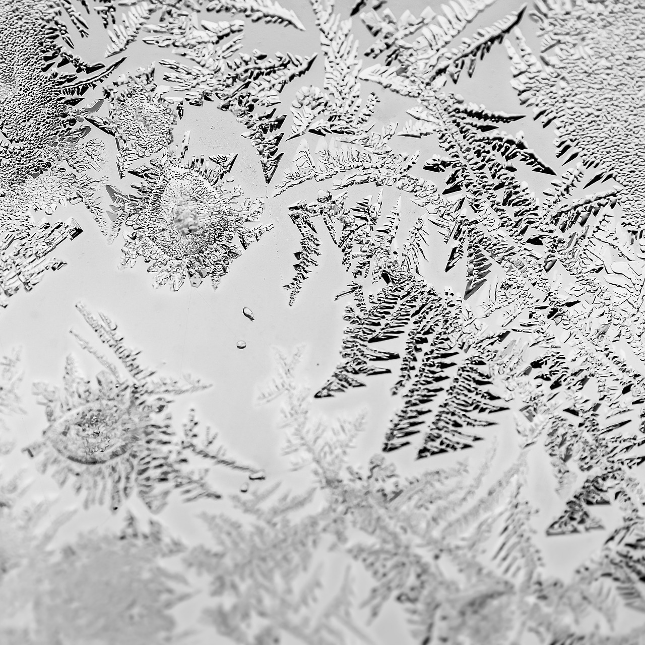 Image - black and white cold frost