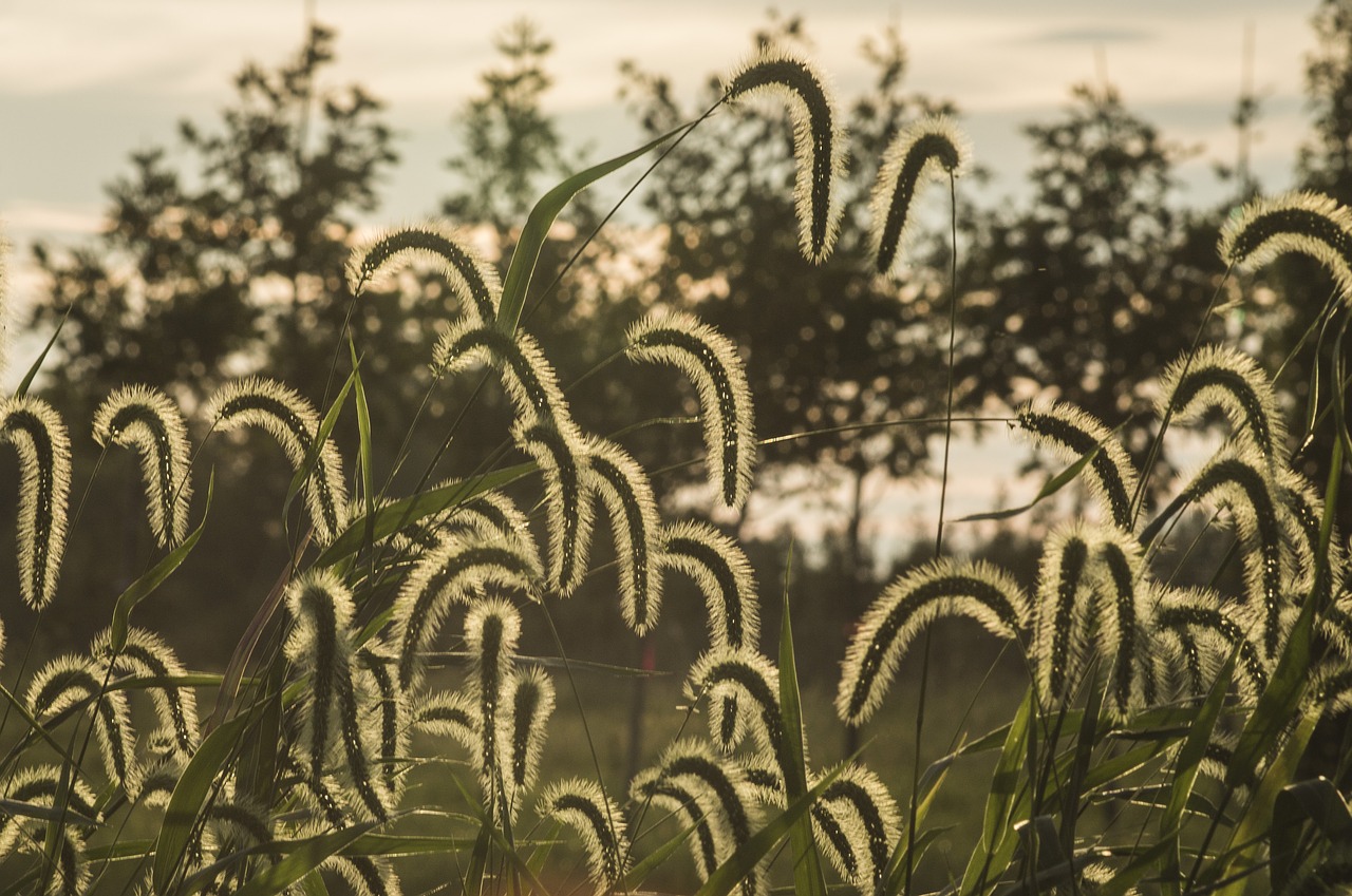 Image - fall backlit autumn nature sunset