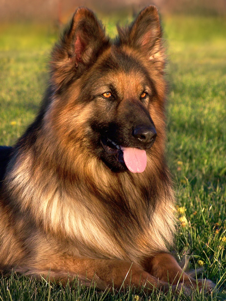 Image - dog friend german shepherd coat