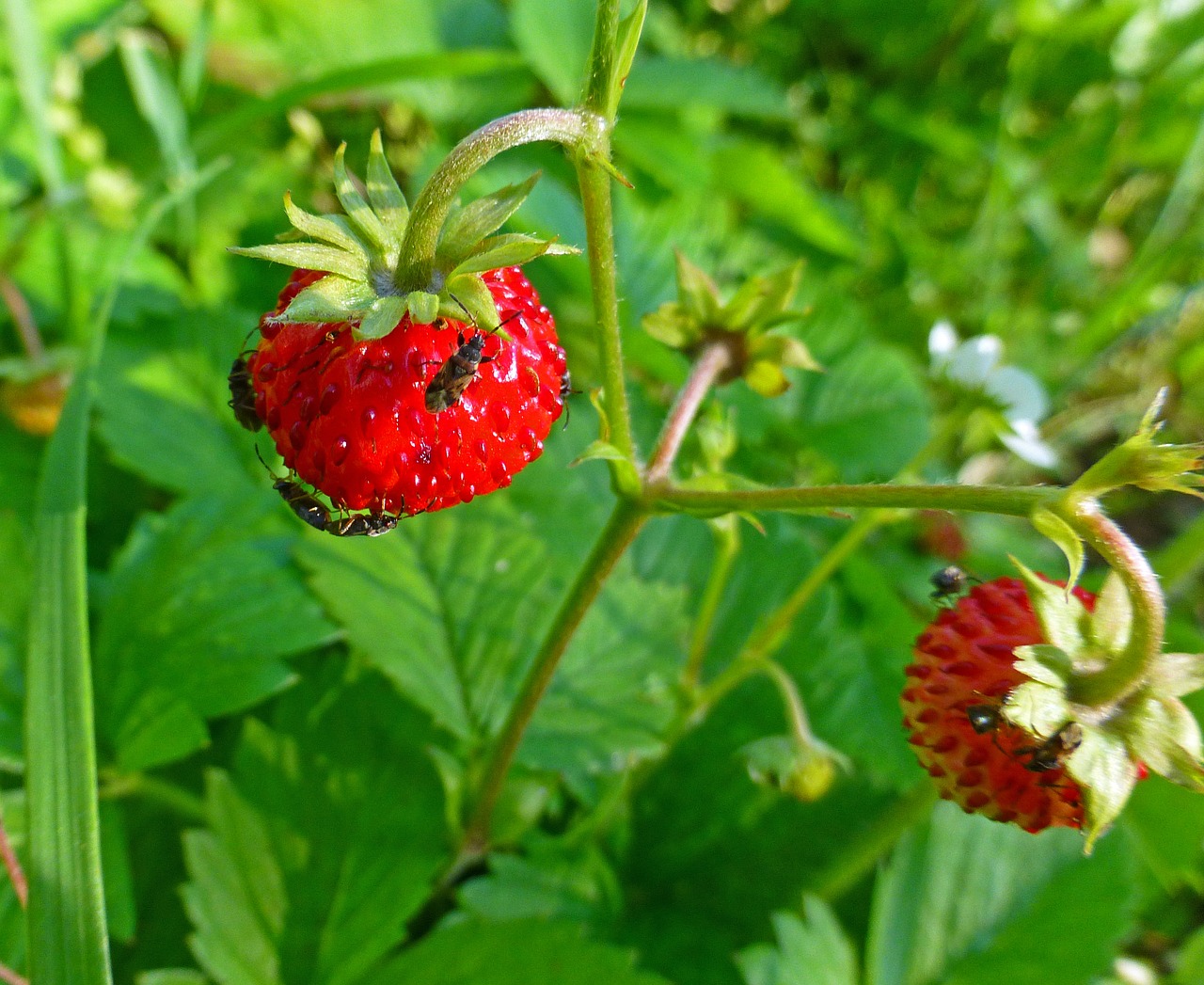 Image - wild strawberry plant berry tasty